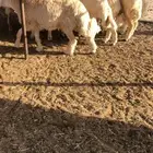 طليان للبيع