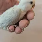 فروخ روز غر