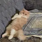 قط ذكر سكوتش للتزاوج