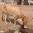 بقره حايل
