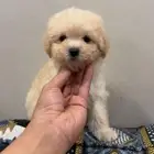 ميني توي بودل