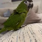 ميني مكاو اليف