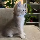 سكوتش ستريت   الاب برتش