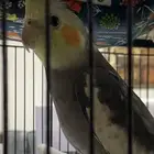 كروان كوكتيل نورمال للبيع (الليث)