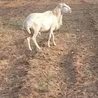 فحل ضان بلدي