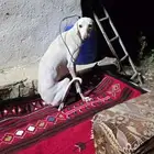 سلقه للبيع بيضاء