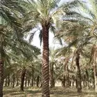 للبيع نخل عربي 3م - 7م