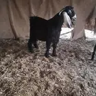 تيس عارضي للبيع مشروع فحل صنف الصنف