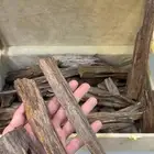 عود طبيعي  عرض لثلاث ايام