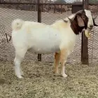 فحل بورقيت بيور صافي