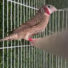 طير زيبرا المذبوح فينش