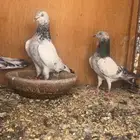 حوز موتيا القديم مع عياله ماشاءالله