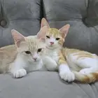 قطط (ذكر و انثى) للتبني