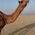 خلفه ساحليه حمرا منيحه