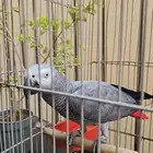 كاسكو للبيع 2300
