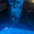 قطه للتبني واغراضها ب 100