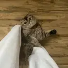 ذكر سكوتش دبل فولد للبيع