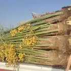 نخيل البيع الرياض المزحميه_الجلة_تبراك_القوعية_الخرج_شقراء