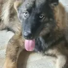 كلب جرمن اصيل للبيع