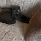 نبحث عن أنثى سكوتش للتزاوج