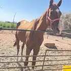 حصان انقليزي