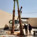 نخل واشنطن للبيع