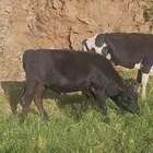 بقر للبيع و حسيل