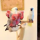 فروخ كوكاتو إمبريلا كوكاتو قالا غر تم البيع