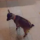 ماعز قزم ذكر عمر ثلاث شهور لعوب