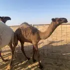 حشو ثنين قصب سمان لبانيات