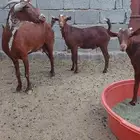 عنز وشحا تحتها اثنين