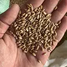 قمح زراعي سميد