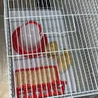 بطتين مع ملحقاتهم