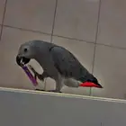 فرخ كاسكو أليف متكلم