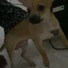 كلب شيواوا للبيع