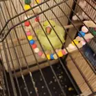 بغباء دره للبيع و 2 طيور الفيسر للبيع