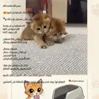 سكوتش تربل فولد بيور