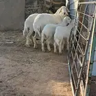 حريات متابيع
