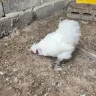 ديكين قطني وبراهما