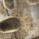 قنافذ للبيع