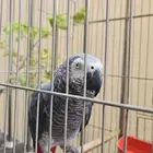 ببغاء كاسكو