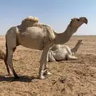 بعير رماني اوضح