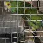 زوج امازوني مميز