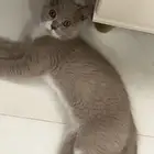 للتبني قط عمر 3 شهور مطعم بكامل اغراضه