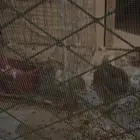 جوز صوص 2 و جوز سمان 2 جوز حمام 2