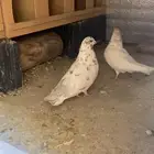 حمام باكستاني