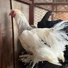 دجاج براهما