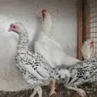 طقم كوشامو ألماني منتج