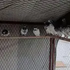 حمام باكستاني للبيع جمله