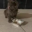 قطه متخلى عنها حي التعاون